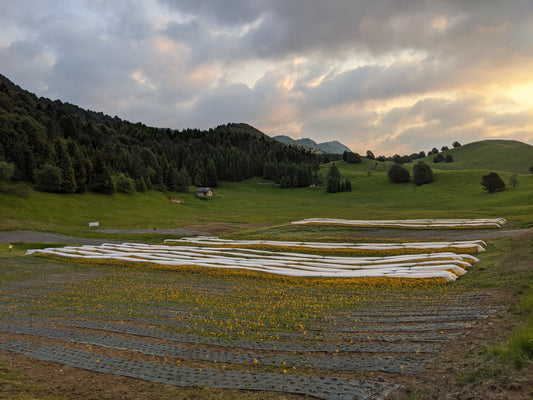 Coltivazione Arnica montana Piancavallo