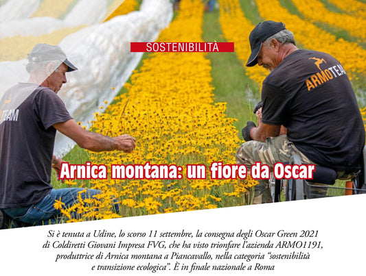 Piancavallo magazine Arnica fiore da Oscar