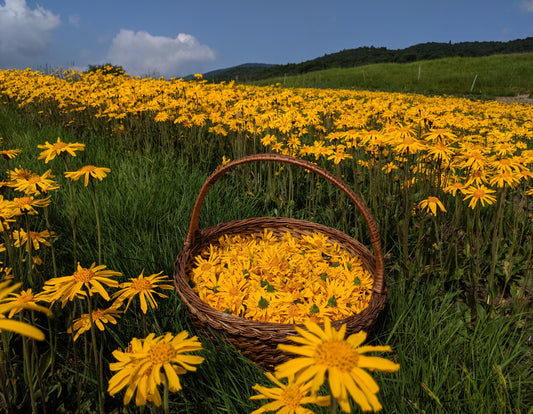 Raccolta Arnica montana 2020