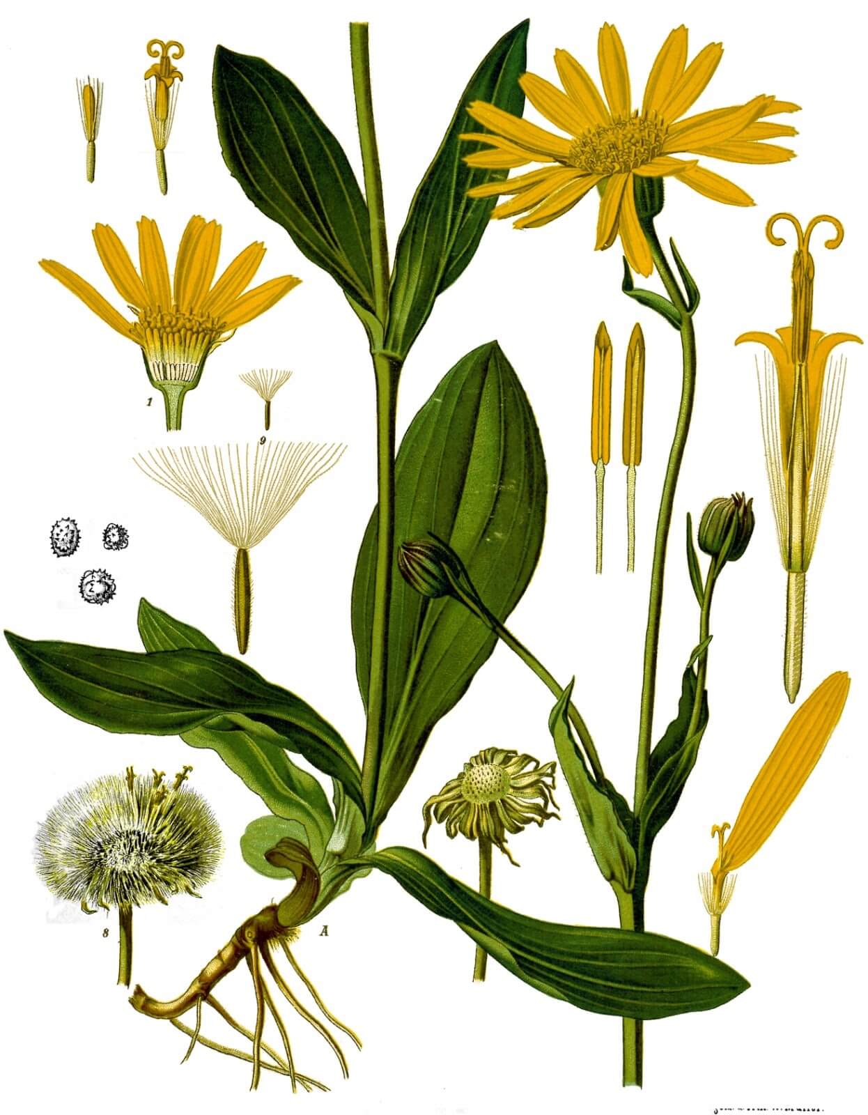 Arnica montana botanica