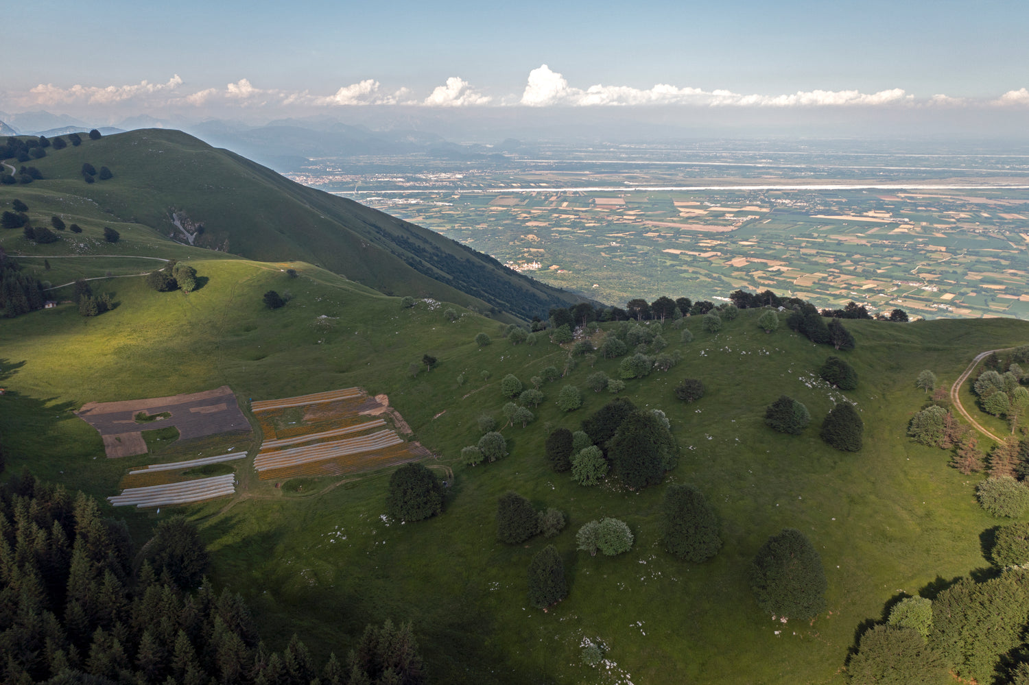 Veduta aerea coltivazione Arnica montana Piancavallo