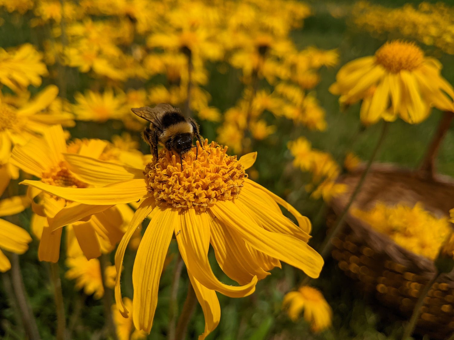 Arnica montana e api