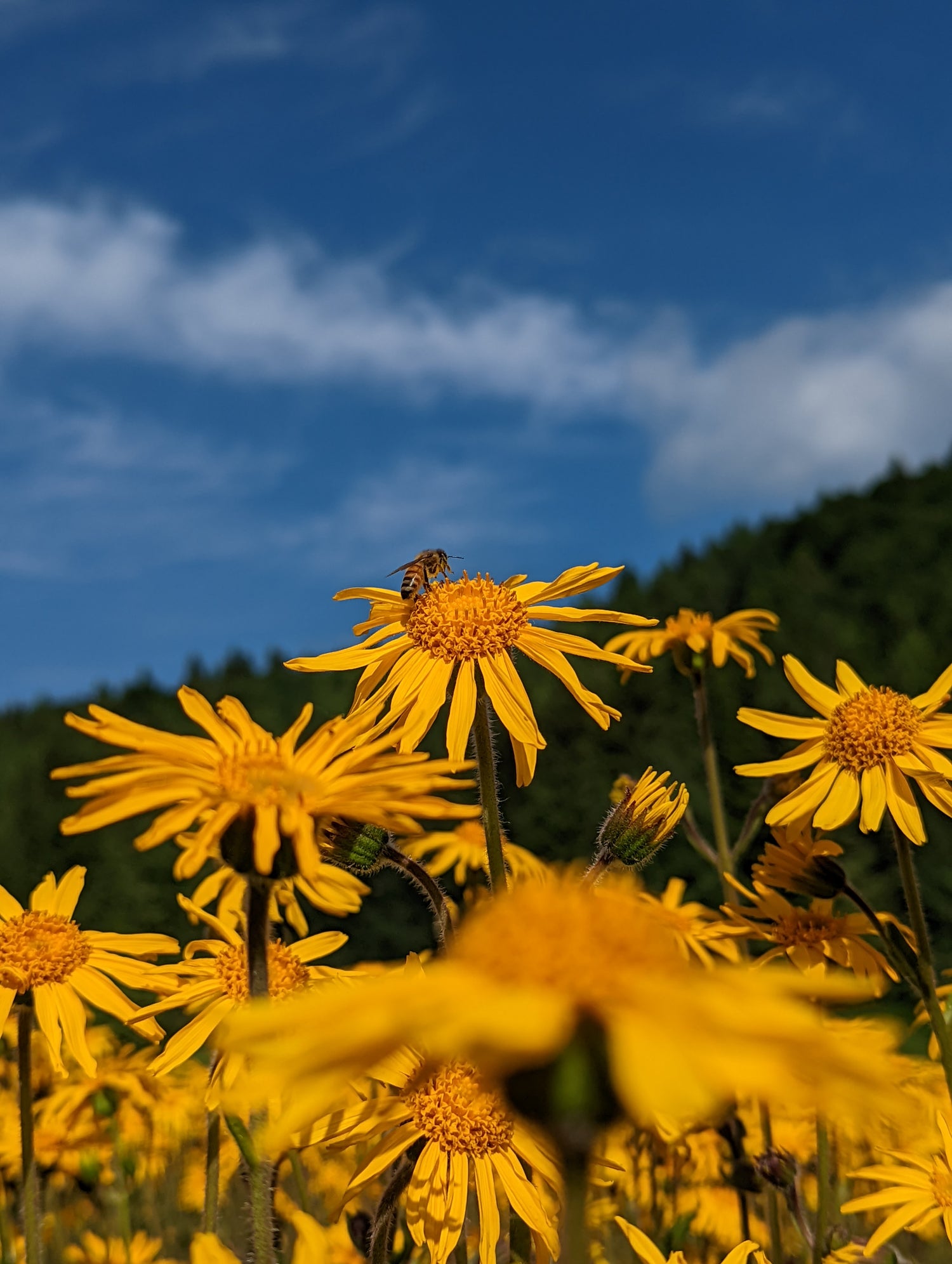 Ape su fiore di Arnica montana. Agricoltura sostenibile e biologica