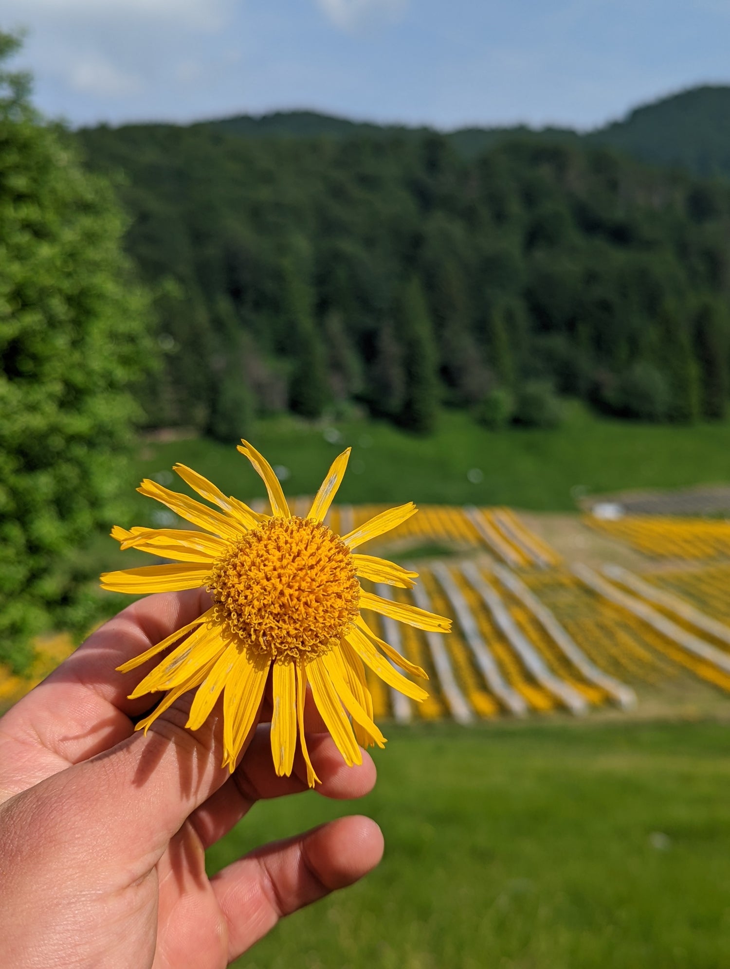 Fiore Arnica montana Piancavallo ARMO1191