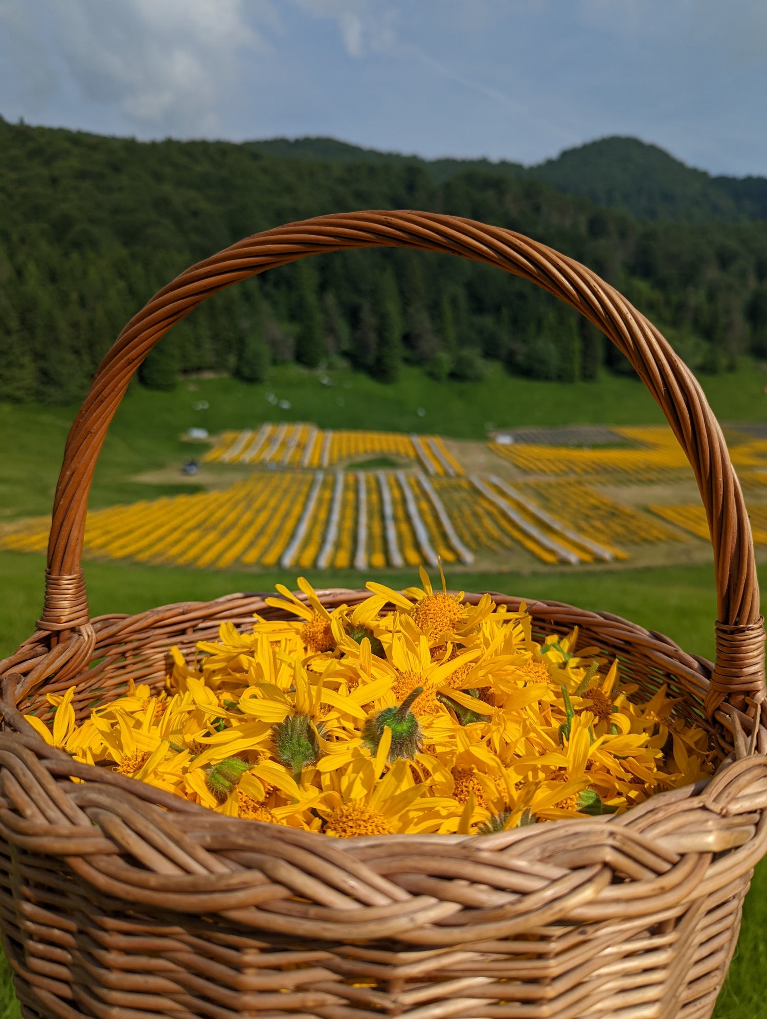 Cestino di fiori di Arnica montana Piancavallo