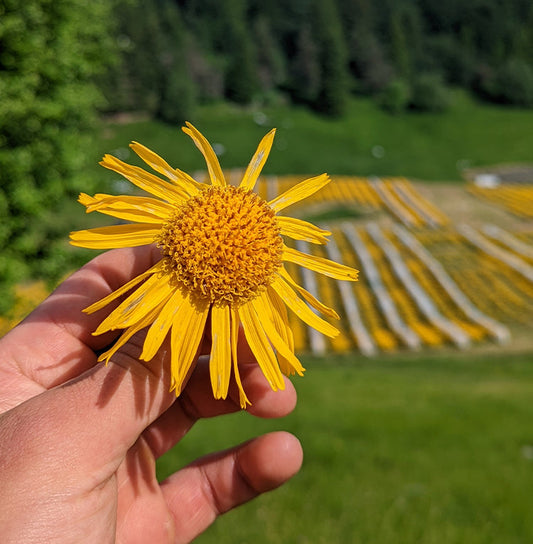 Crema all’Arnica: a cosa serve davvero e come usarla ogni giorno