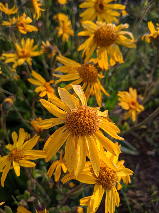 Fiori Arnica montana