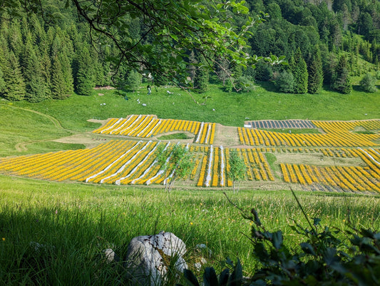 La Festa dell'Arnica 2025