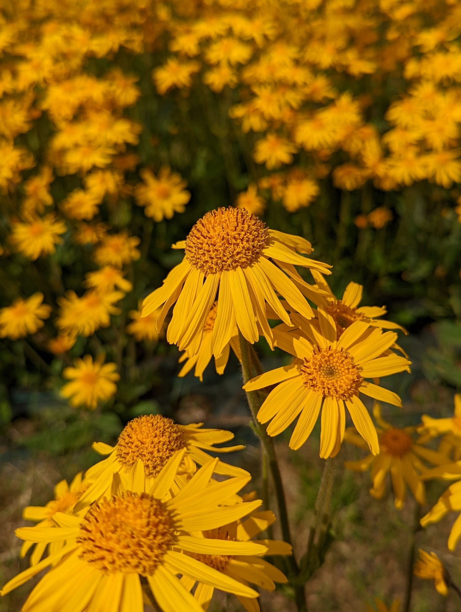 Curiosità Arnica montana